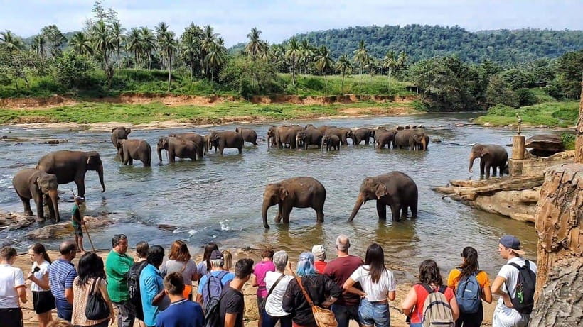 Sri Lanka : Day Tour to Pinnawala Wildlife Orphanage & Zoo - What your three hours at Pinnawala look like