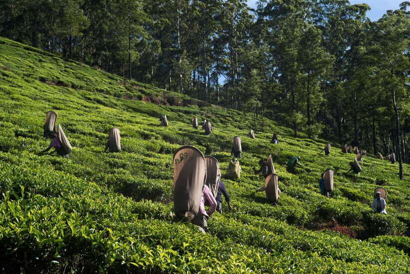 Sri Lanka Heritage Sites: 6-Day Private Guided Tour - Who should book this private tour?