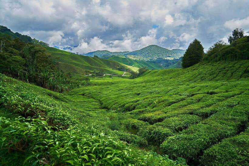 Sri Lanka, Kandy: Hill Country 3-Day Private Tour - Day 1: Kandy, temple traditions, and the road to Nuwara Eliya