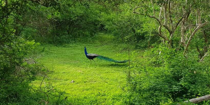 Sri Lanka Nature, culture, history and wildlife in 4 days - Should you book it?