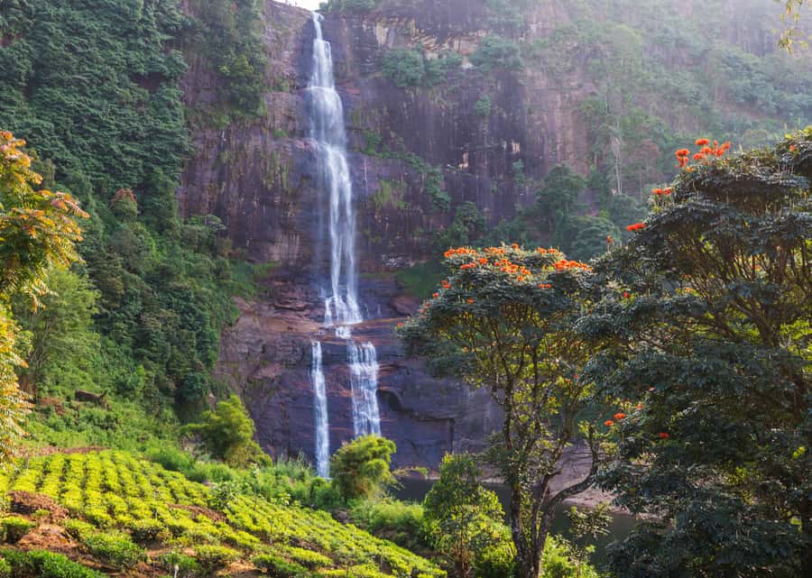 Sri Lanka Private 2-day Tour:Train Trip, Kandy, Nuwara Eliya - Peradeniya Botanical Garden: allow time for the plants