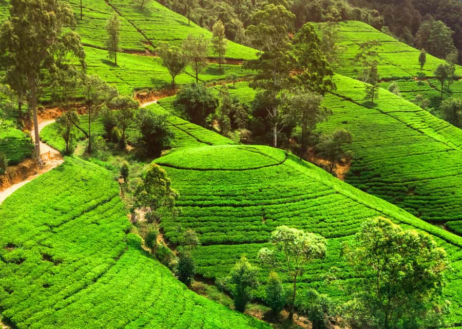 Sri Lanka Private 2-day Tour:Train Trip, Kandy, Nuwara Eliya - Temple of the Sacred Tooth Relic: Kandy’s essential visit