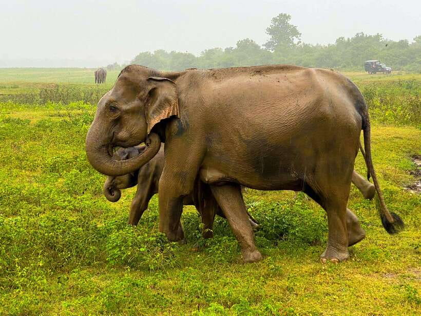 Sri Lanka Private 8-day Tour; Transport, Guide, Hotels, Food - Day 1: Anuradhapura opens the ancient chapter
