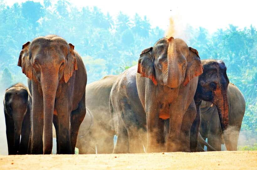 Sri Lanka: Sigiriya, Dambulla Highlights Day Tour And Safari - What the $180 really buys you