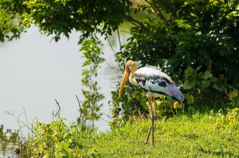 Sri Lanka: Sigiriya, Dambulla Highlights Day Tour And Safari - The eight-hour versus 12-hour problem