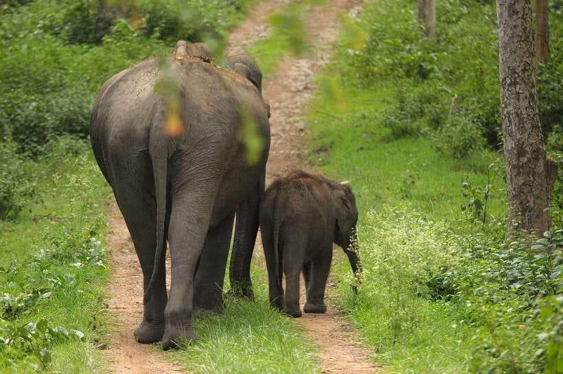 Sri Lanka: Sigiriya, Dambulla Highlights Day Tour And Safari - Comfort, pace, and the guide-driver