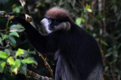 Sri Lanka Sinharaja Rain Forest Tour with Transport