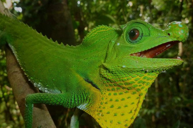 Sri Lanka Sinharaja Rain Forest Tour with Transport - What the guide adds to the experience