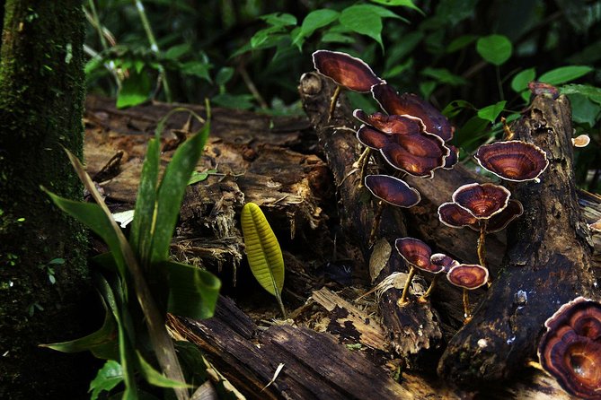 Sri Lanka Sinharaja Rain Forest Tour with Transport - The extra shopping stop and what to confirm