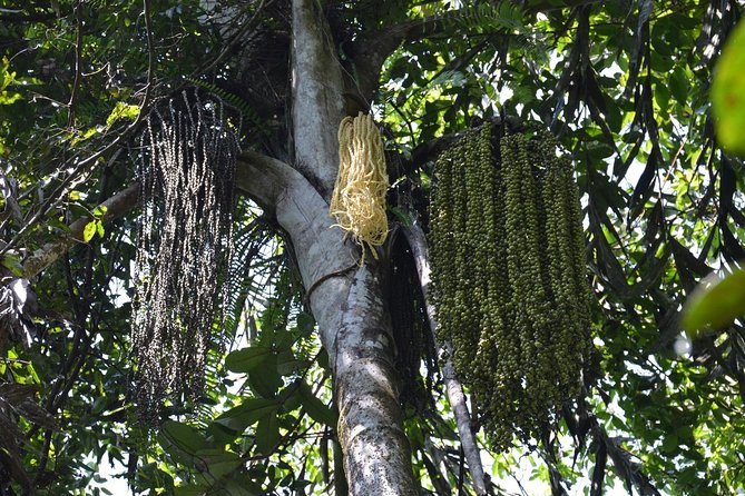 Sri Lanka Sinharaja Rain Forest Tour with Transport - Fitness, weather, and what to pack