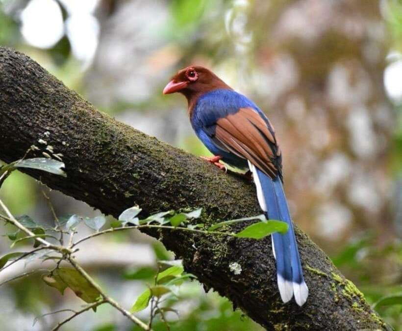 Sri Lanka : Sinharaja Rainforest Guided Trek with Pickup - Key points to know before you book