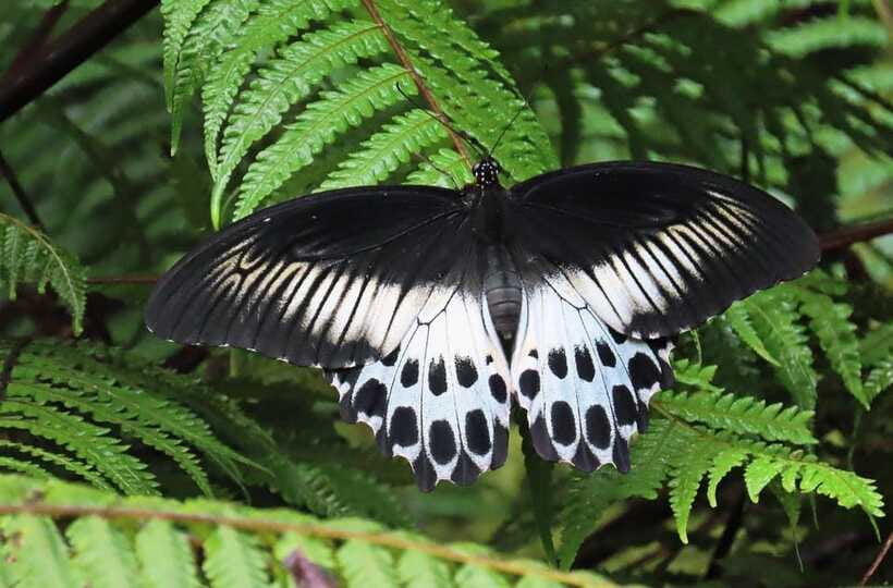 Sri Lanka : Sinharaja Rainforest Guided Trek with Pickup - Monkeys, vipers, frogs, and small forest life