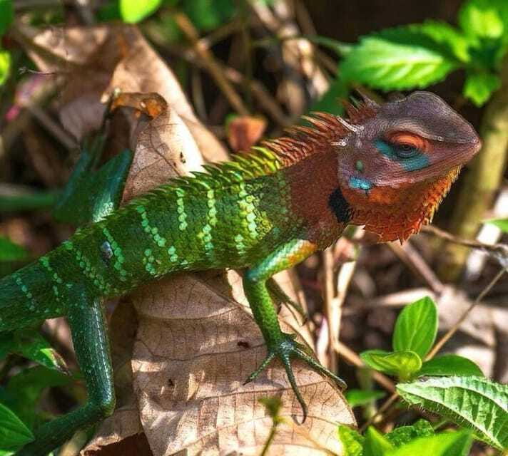 Sri Lanka : Sinharaja Rainforest Guided Trek with Pickup - What the $96 price really covers