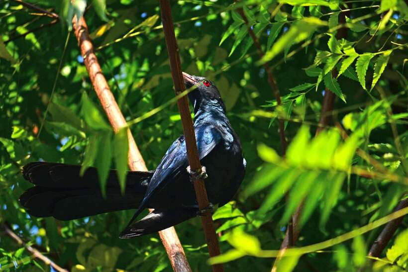 Sri Lanka: Sinharaja rainforest tour from Colombo, Bentota - What to pack for a wet forest day