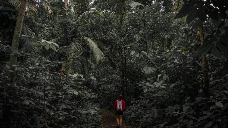 Sri Lanka: Sinharaja rainforest tour from Colombo, Bentota - Waterfalls that break up the rainforest walk