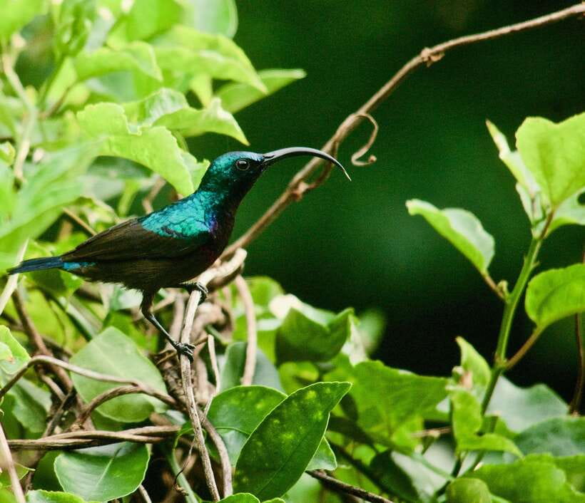 Sri Lanka: Sinharaja rainforest tour from Colombo, Bentota - Reaching Sinharaja’s tallest peak