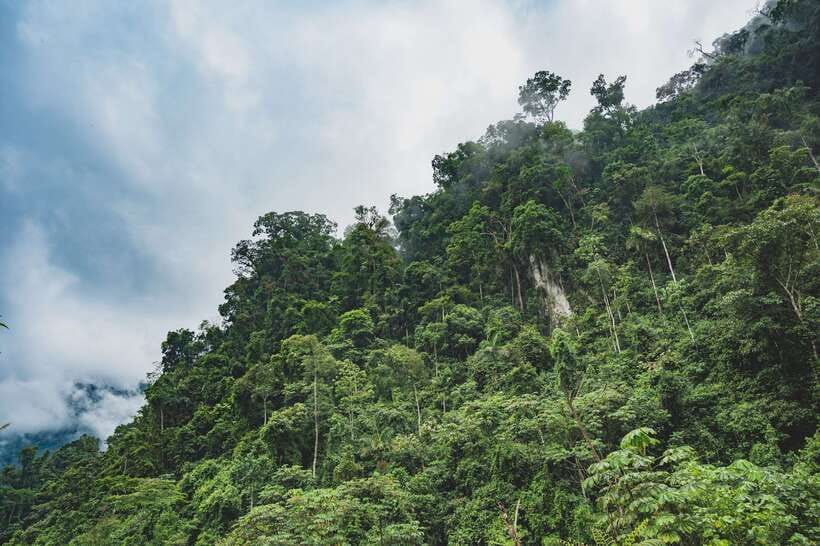 Sri Lanka: Sinharaja rainforest tour from Colombo, Bentota - Birdwatching with realistic expectations