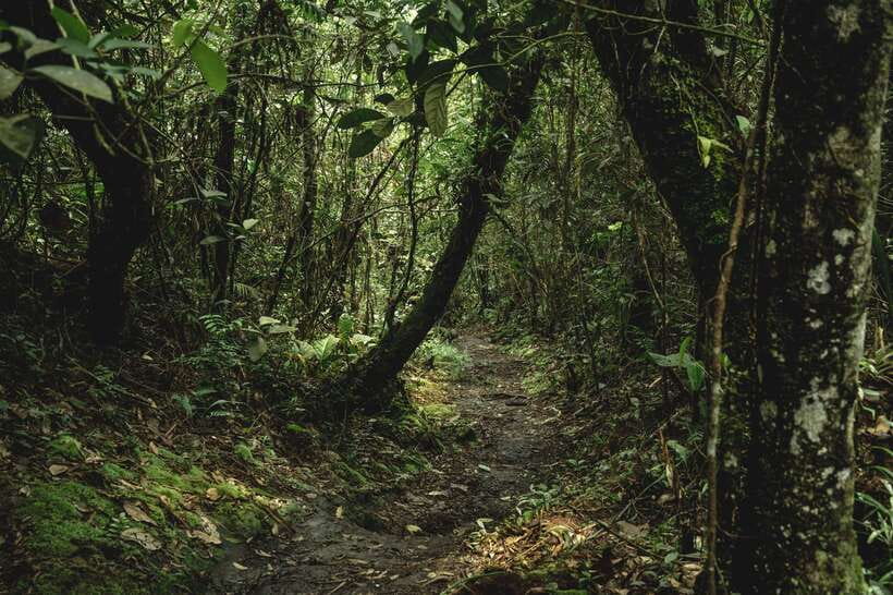 Sri Lanka: Sinharaja rainforest tour from Colombo, Bentota - A local lunch after the forest
