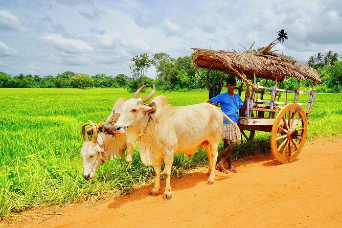 Sri Lanka Travel in 08 Nights 09 Days - Day 5: Tea, waterfalls, and the Nanu Oya train