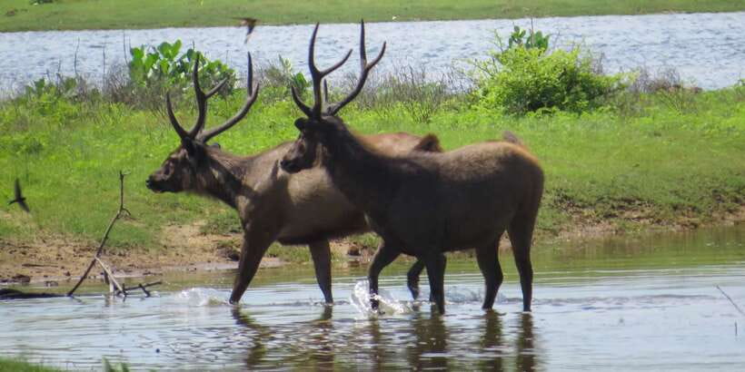 Sri Lanka: Yala National Park Private Safari - Key points to know before you book