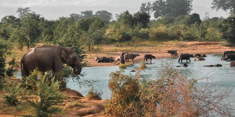 Sri Lanka: Yala National Park Private Safari - Practical tips for a better Yala visit