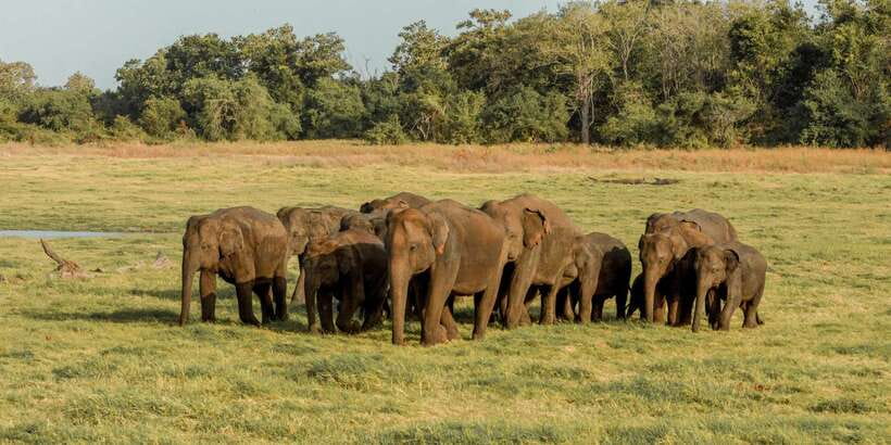Sri Lanka: Yala National Park Private Safari - How the three or four hours may feel