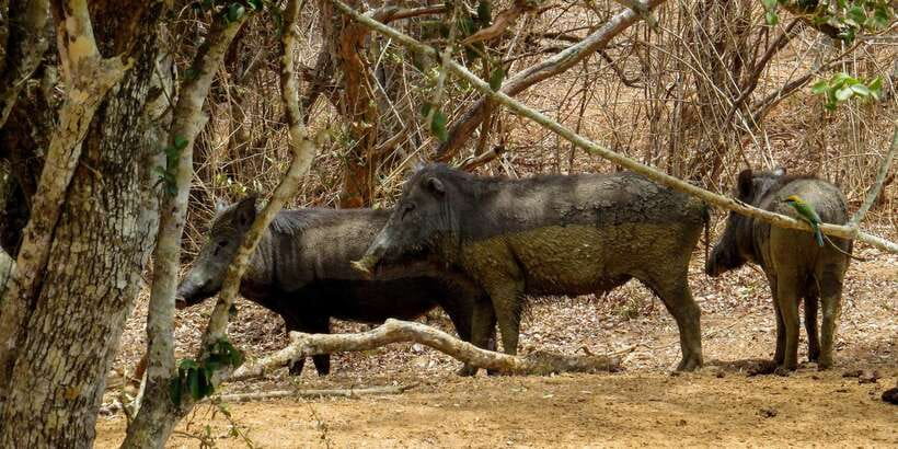 Sri Lanka: Yala National Park Private Safari - What the $43 price really covers