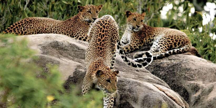 Sri Lanka: Yala National Park Private Safari - Starting at Yala National Park gate