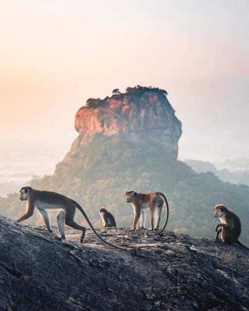 Sunrise or Sunset Hike Pidurangala Rock with Scenic Views - What the guides do well