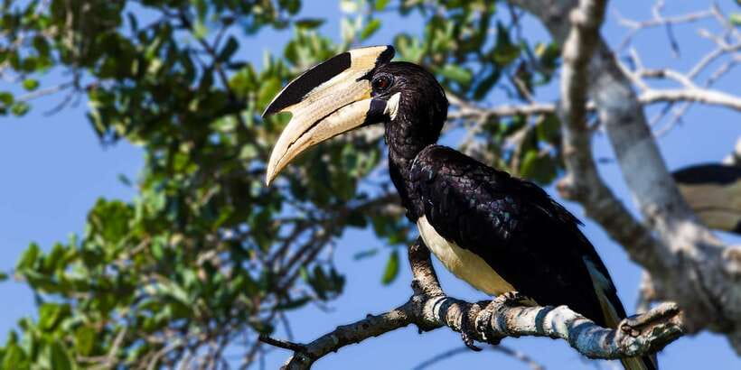 Tangalle/Hiriketiya/Mirissa/Galle: Ella Transfer & Yala Tour - Who should book this experience?