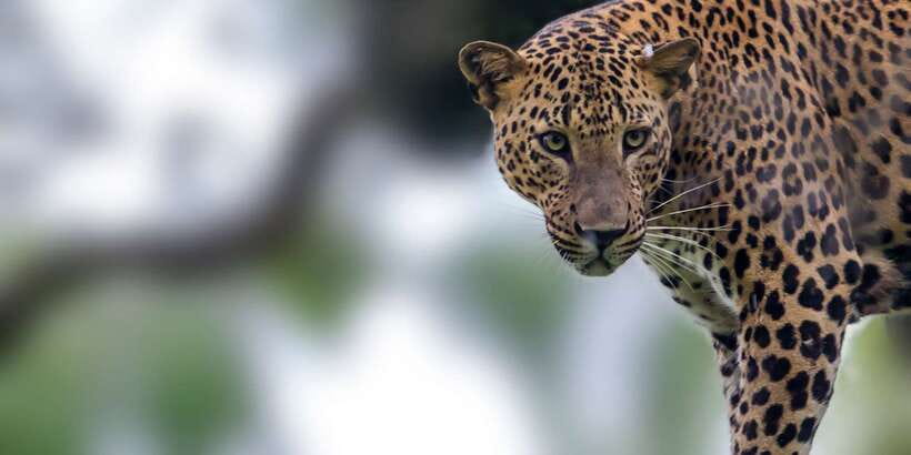 Tangalle/Hiriketiya/Mirissa/Galle: Ella Transfer & Yala Tour - Guides who make the difference