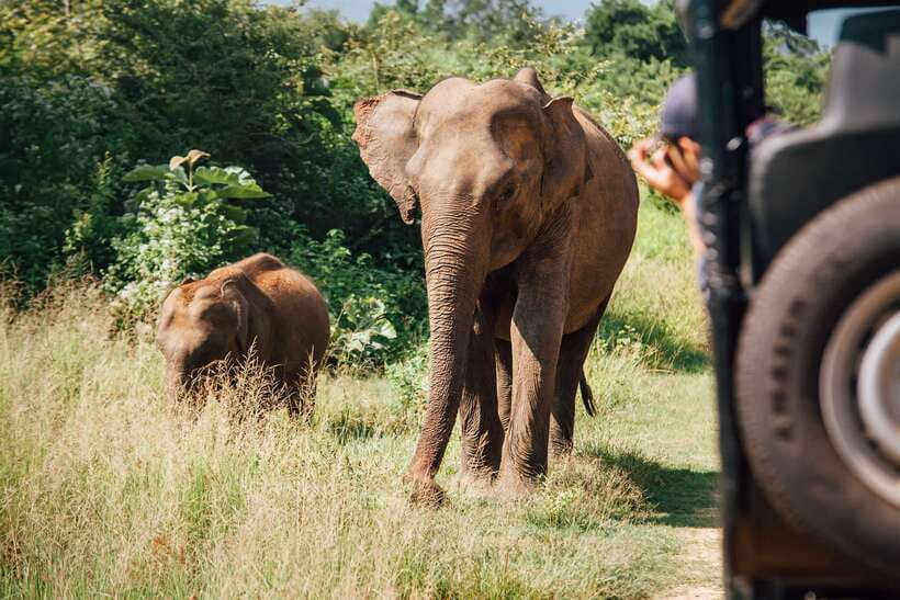 Tangalle/Hiriketiya: Yala National Park Safari in a 4x4 - Who should book this Yala experience?