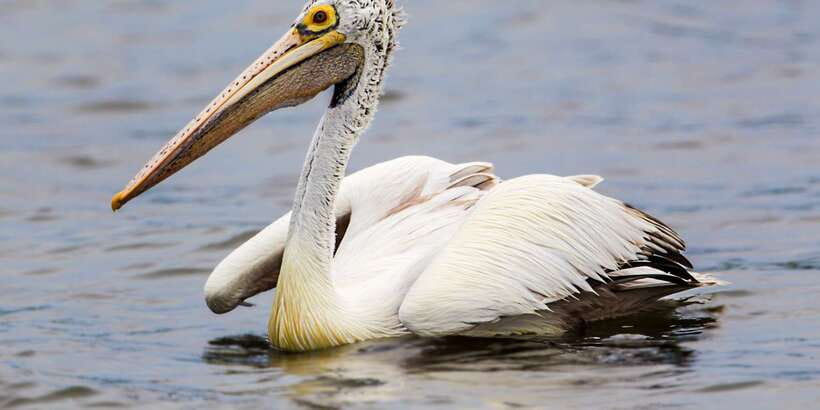 Tangalle: Safari Day Trip to Yala & Udawalawe w/ Picnic - The guides can make or break the day