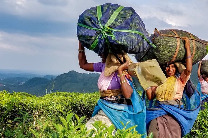 Tea Fields & Factory Tour - Visiting the pluckers village and temple