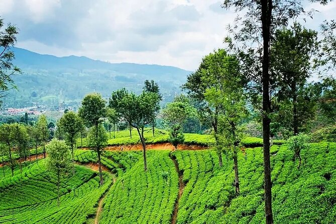 Tea Fields & Factory Tour - Watching tea reach the weighing station