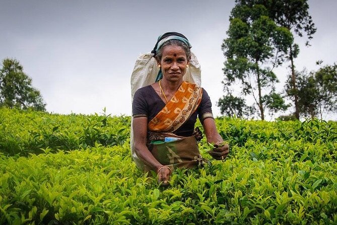 Tea Fields & Factory Tour - Inside the factory: withering and rolling
