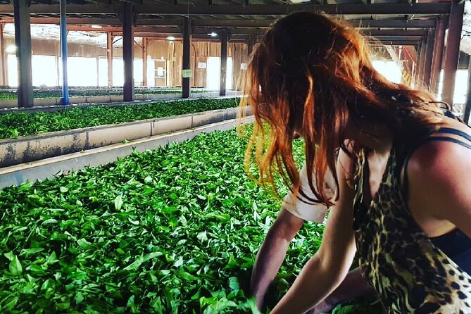 Tea Fields & Factory Tour - Finishing with freshly brewed tea