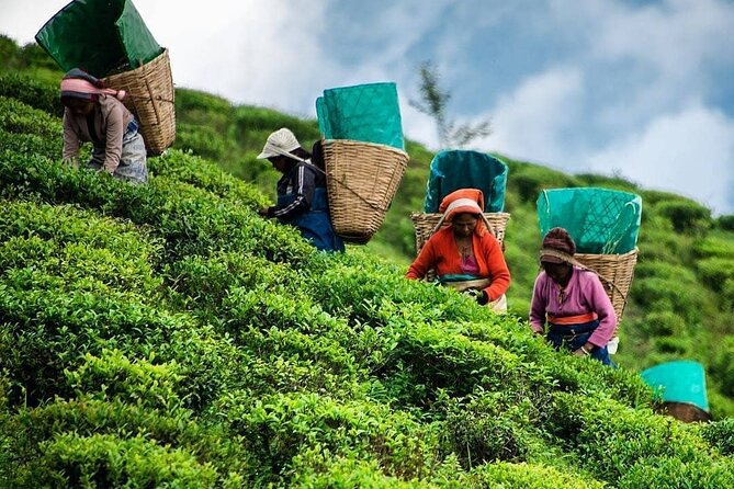 Tea Fields & Factory Tour - Learning how tea is picked