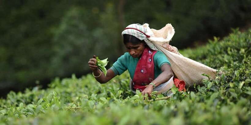Tea Plucking and Tea Factory: Visit from Kandy - Key points to know before you go