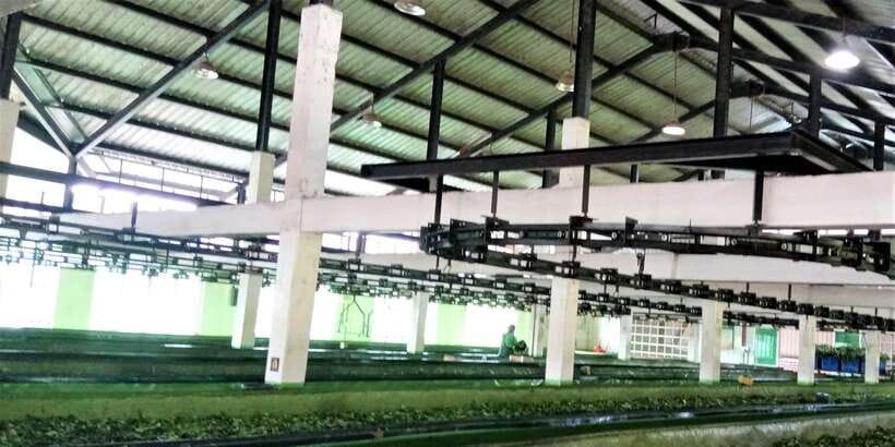 Tea Plucking and Tea Factory: Visit from Kandy - Timing, flexibility, and practical planning