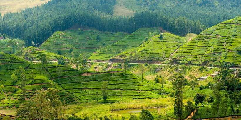 Tea Plucking and Tea Factory: Visit from Kandy - A brief lesson in tea plucking