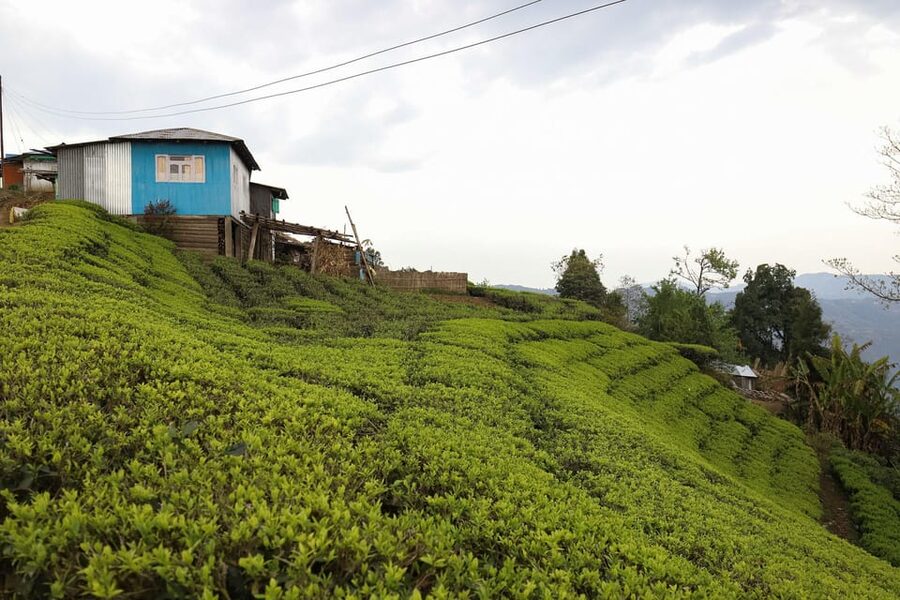 Tea Plucking and Tea Factory: Visit from Kandy - Tasting Ceylon tea with plantation views