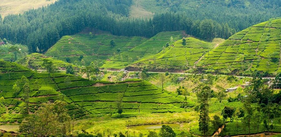 Tea Plucking and Tea Factory: Visit from Kandy - Highland scenery and photo opportunities