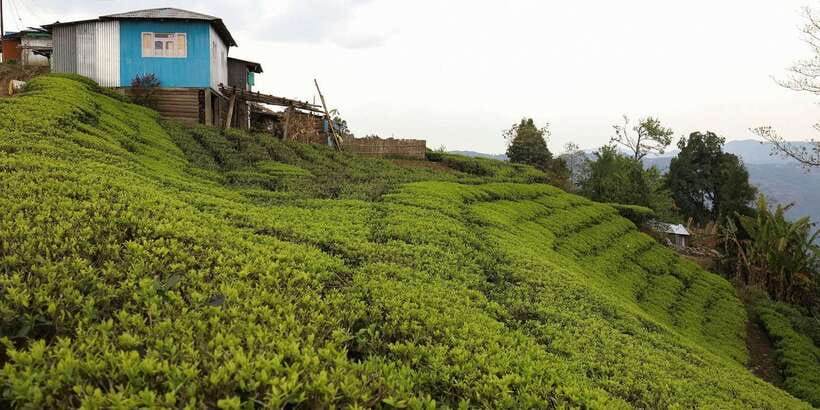 Tea Plucking and Tea Factory: Visit from Kandy - What the $108 price includes