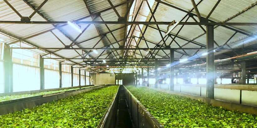 Tea Plucking and Tea Factory: Visit from Kandy - Who will enjoy this experience most