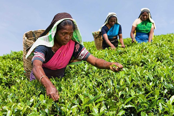 Tea Plucking and Tea Factory: Visit from Nuwara Eliya - Key points to know before you book
