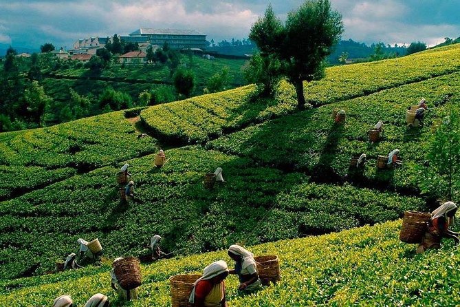 Tea Plucking and Tea Factory: Visit from Nuwara Eliya - Why tea country near Nuwara Eliya is worth your time