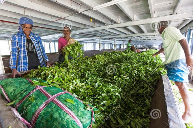 Tea Plucking and Tea Factory: Visit from Nuwara Eliya - Walking among the tea bushes