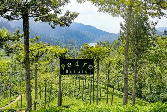 Tea Plucking and Tea Factory: Visit from Nuwara Eliya - Pedro Tea Factory and the craft behind Ceylon tea