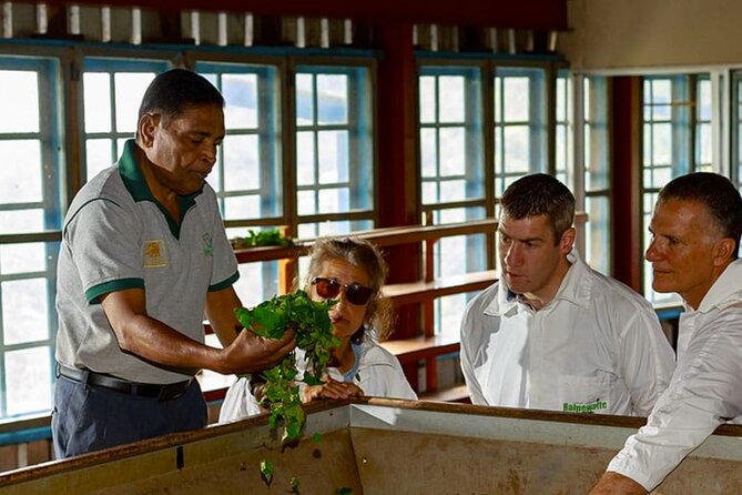Tea Plucking and Tea Factory: Visit from Nuwara Eliya - Tasting Ceylon tea by altitude and method